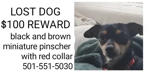 Lost dog in Little Rock, AR, 72202