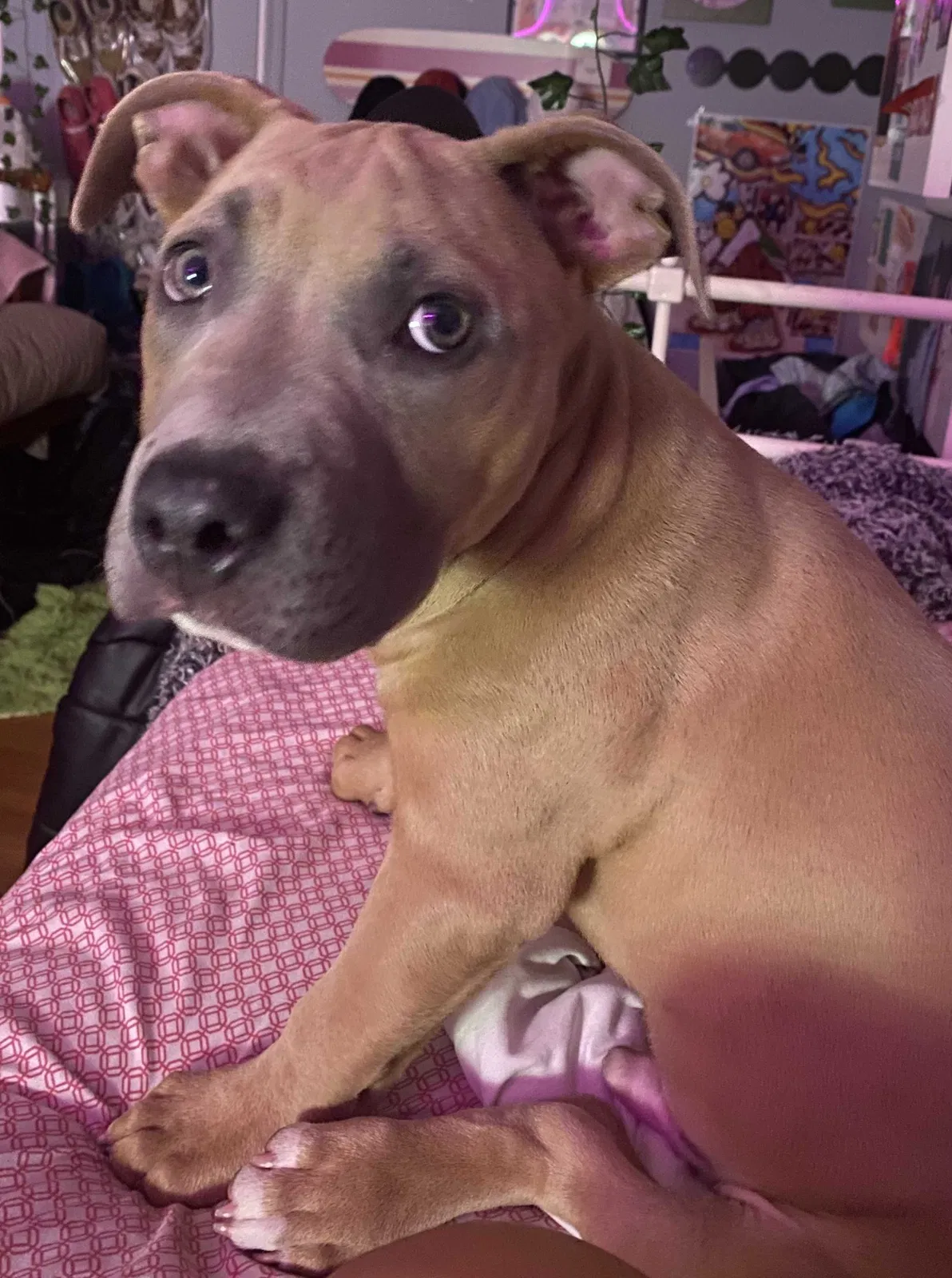 Lost dog in Oakland, CA, 94602