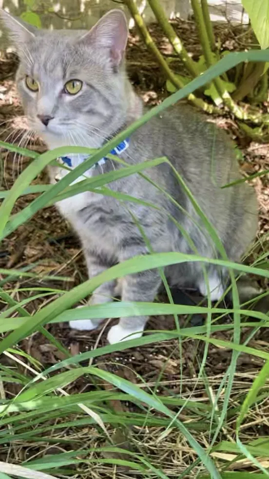 Lost cat in Saint Paul, MN, 55124