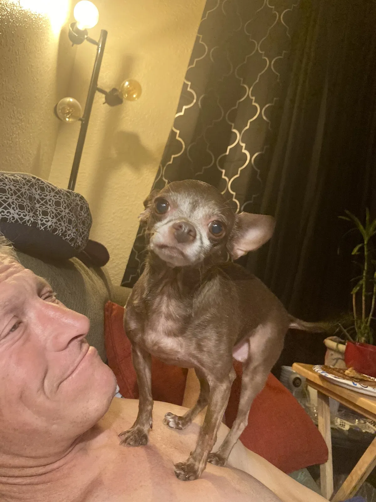 Lost dog in Albuquerque, NM, 87107