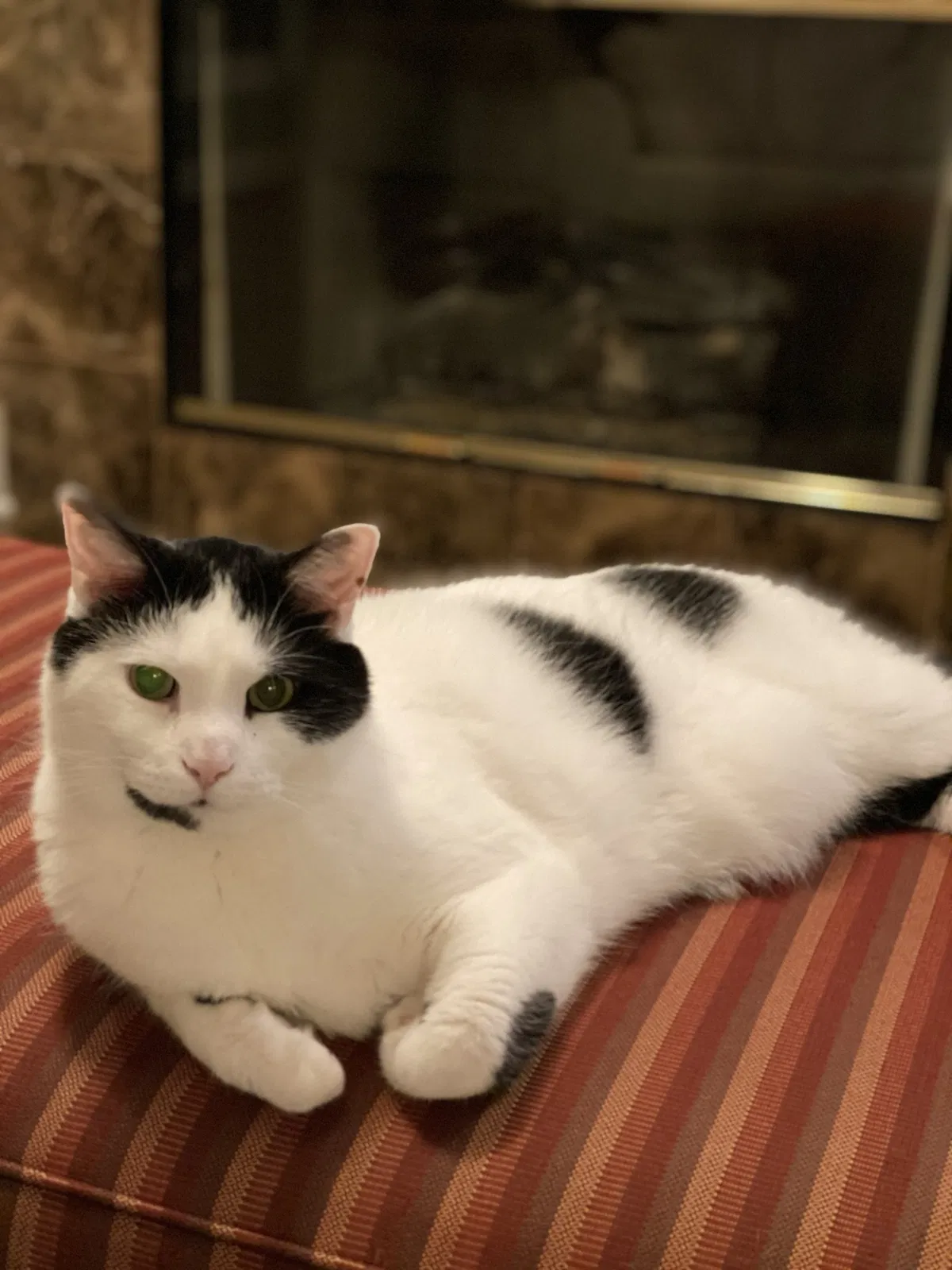 Lost cat in Danville, IN, 46122