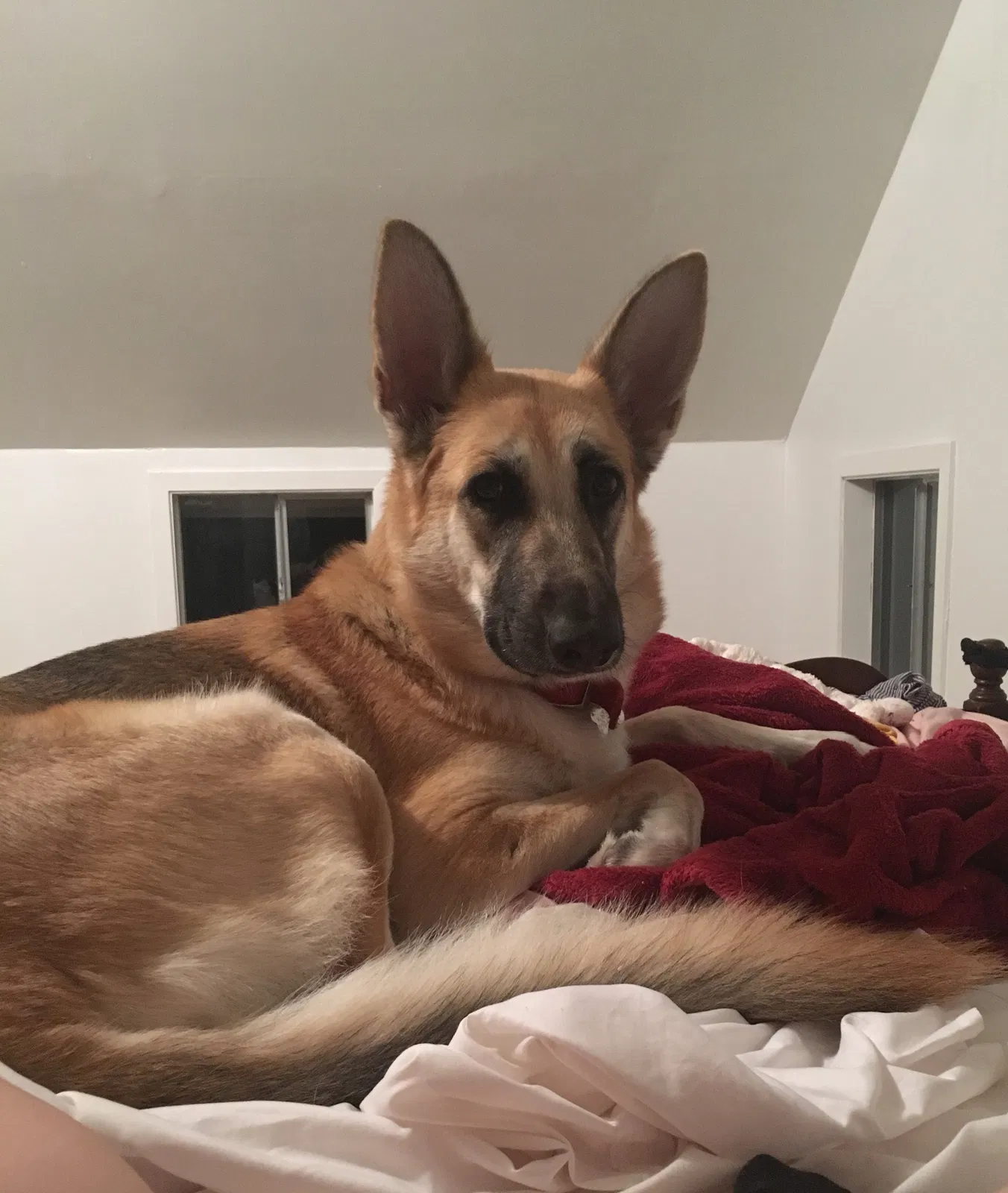 Lost dog in Pipe Creek, TX, 78063