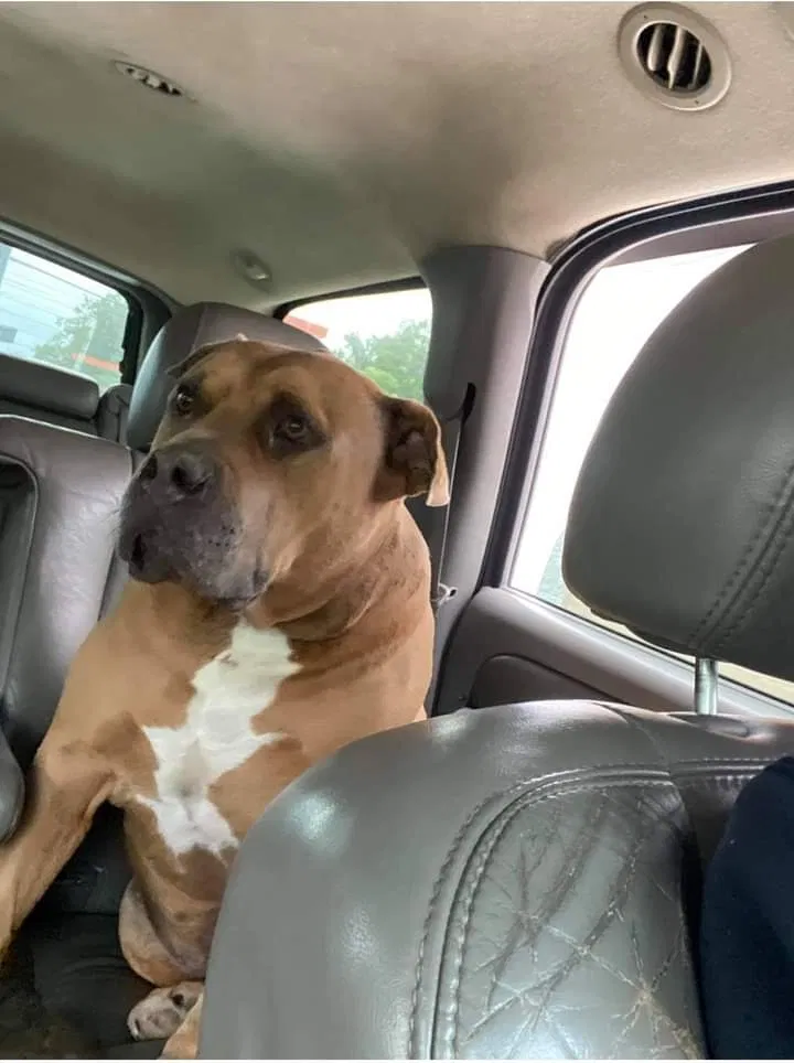 Lost dog in Baltimore, MD, 21230
