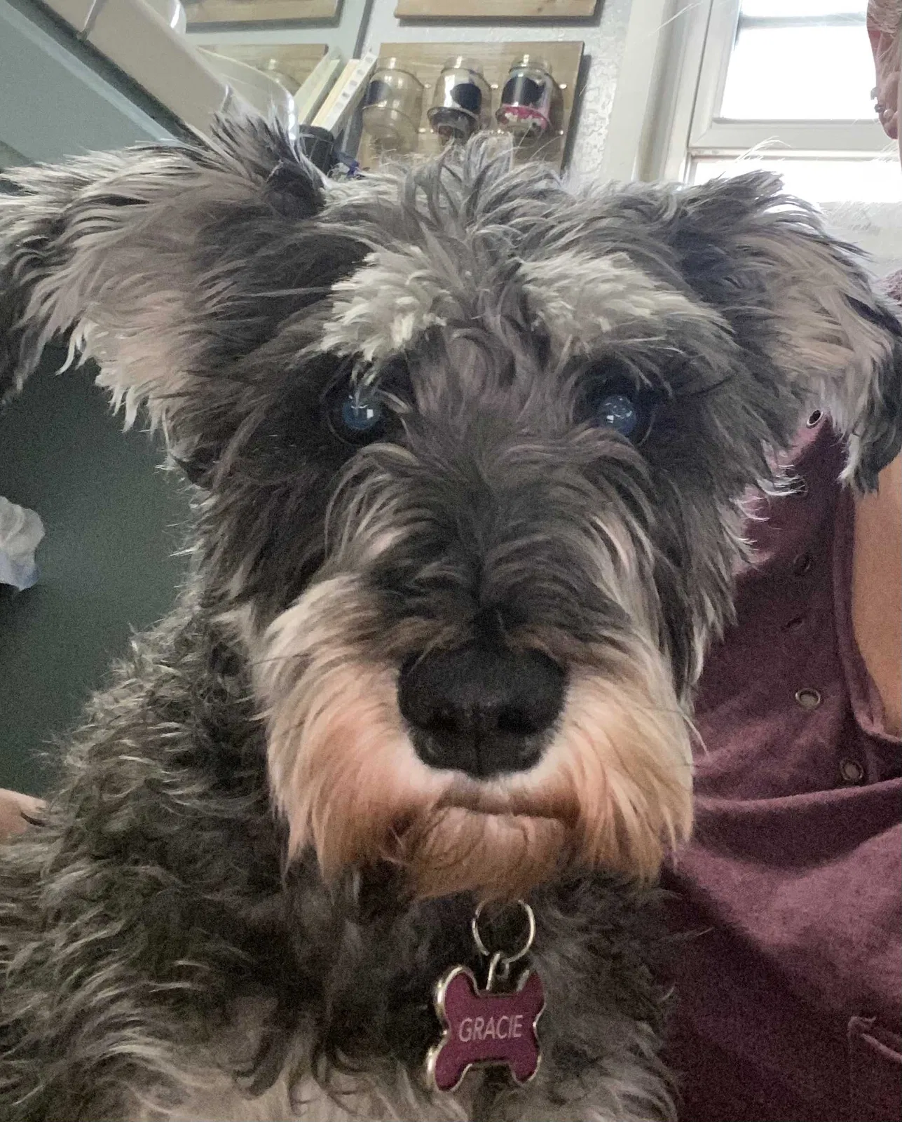 Lost dog in Lancaster, CA, 93536