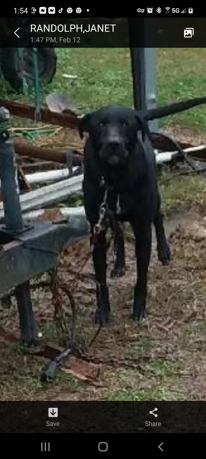 Lost dog in New Caney, TX, 77357