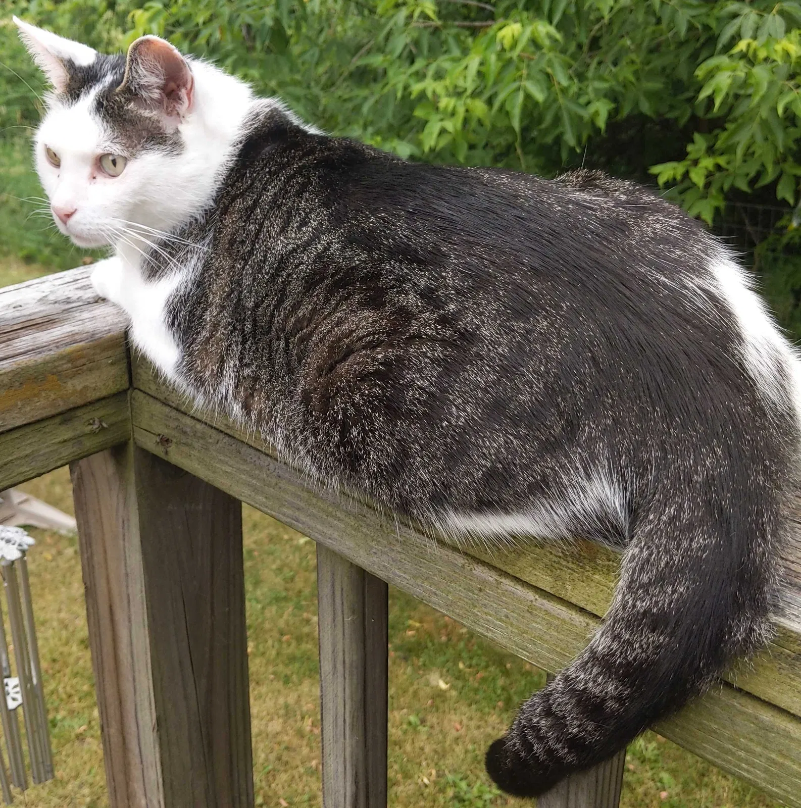 Lost cat in La Jolla, CA, 92037