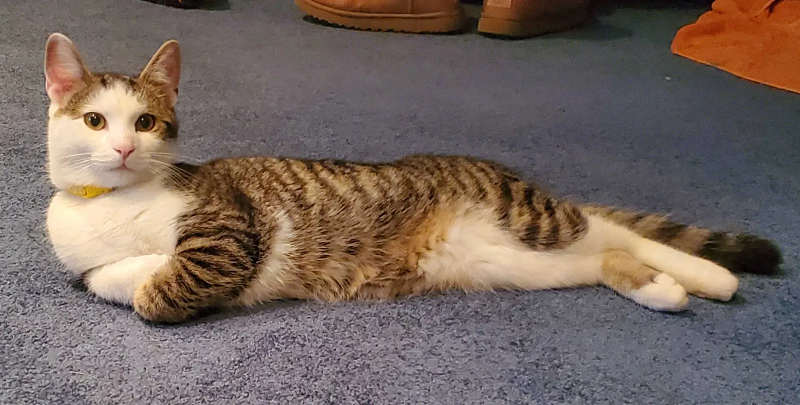 Lost cat in Drexel Hill, PA, 19026