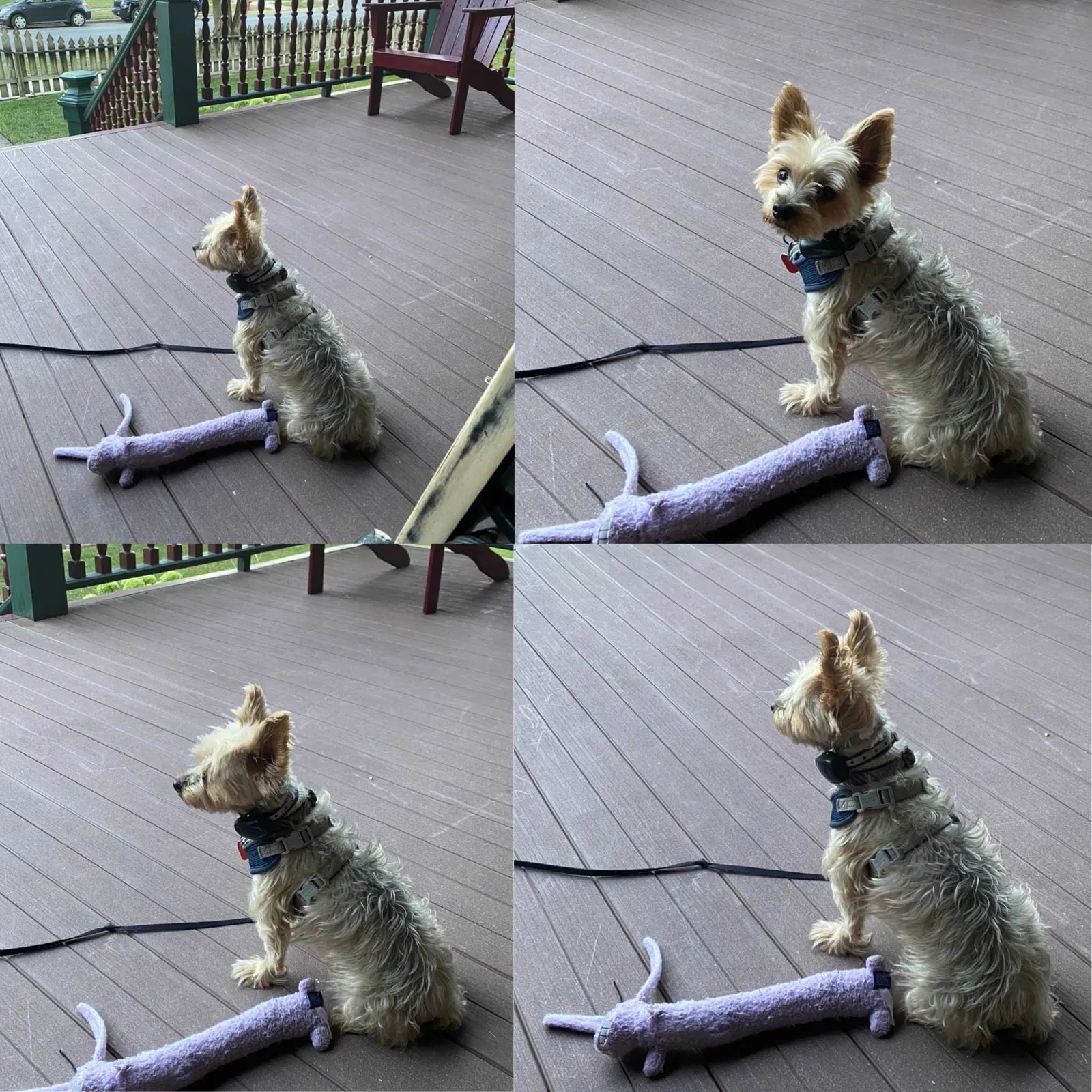 Lost dog in Chicago, IL, 60644