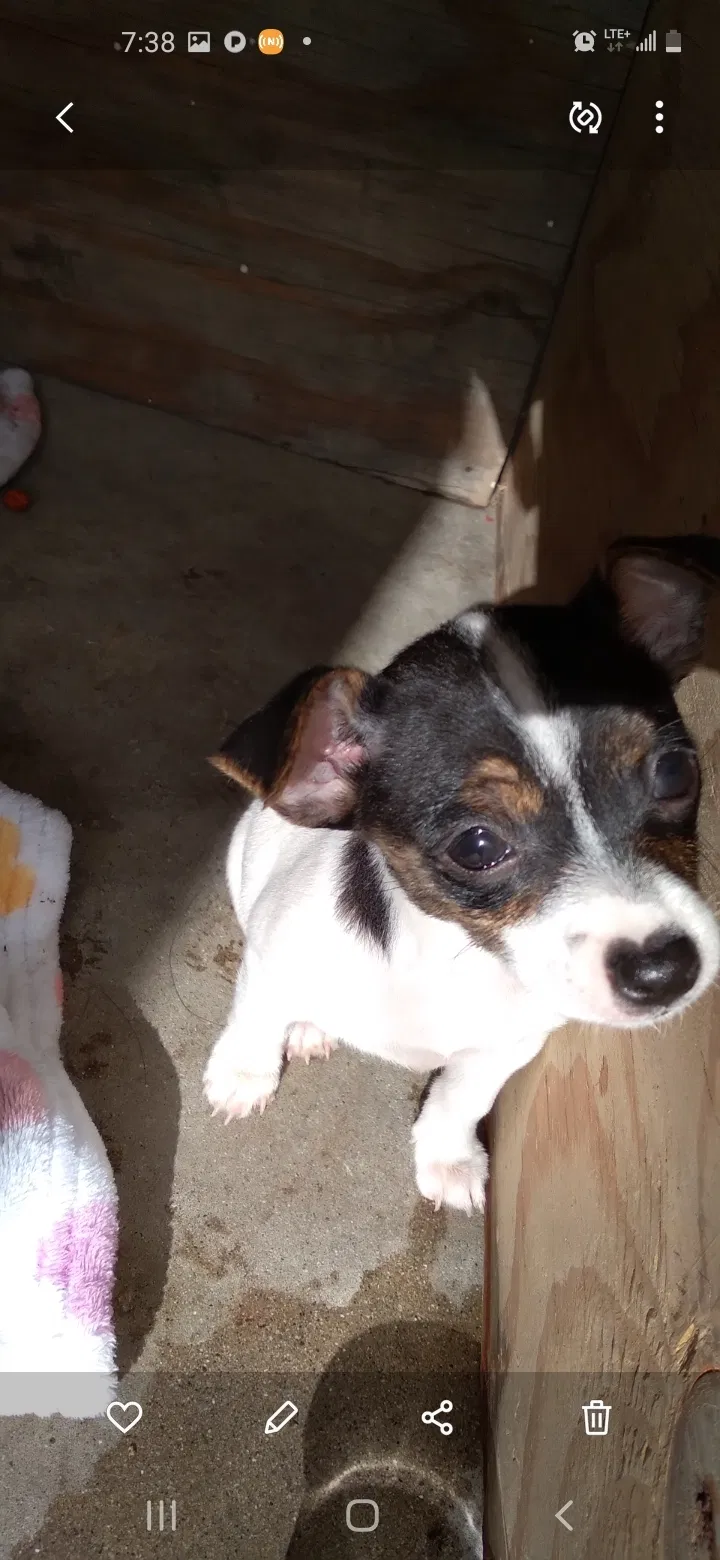 Lost dog in Placentia, CA, 92871
