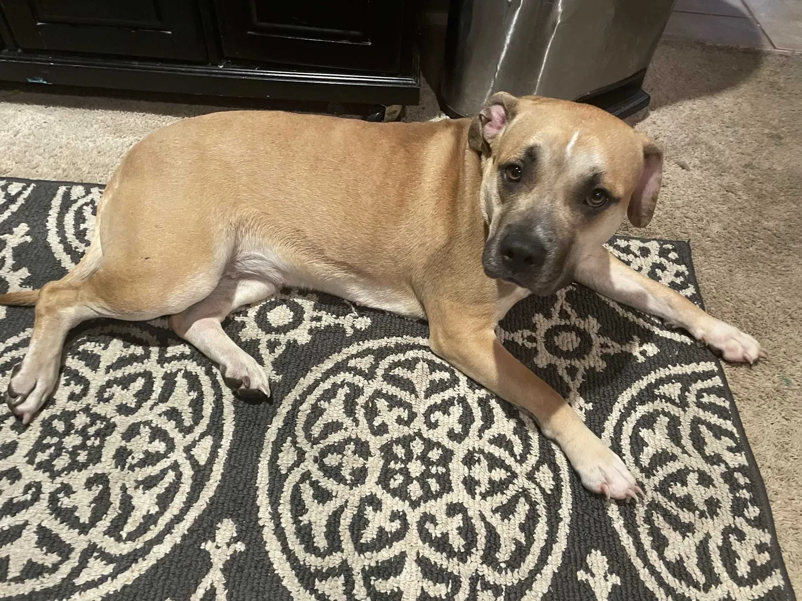 Lost dog in Westland, MI, 48186