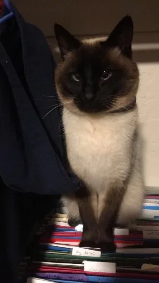 Lost cat in Eugene, OR, 97401