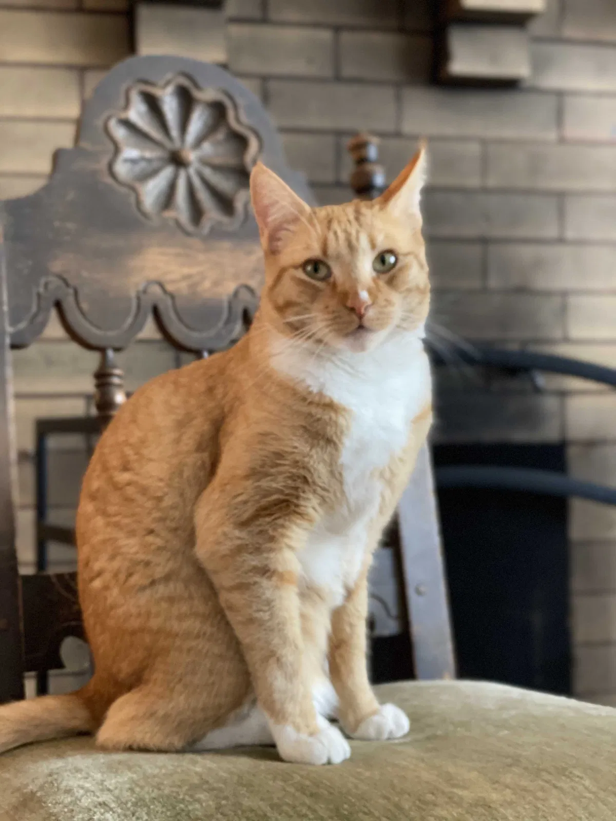 Lost cat in San Francisco, CA, 94122