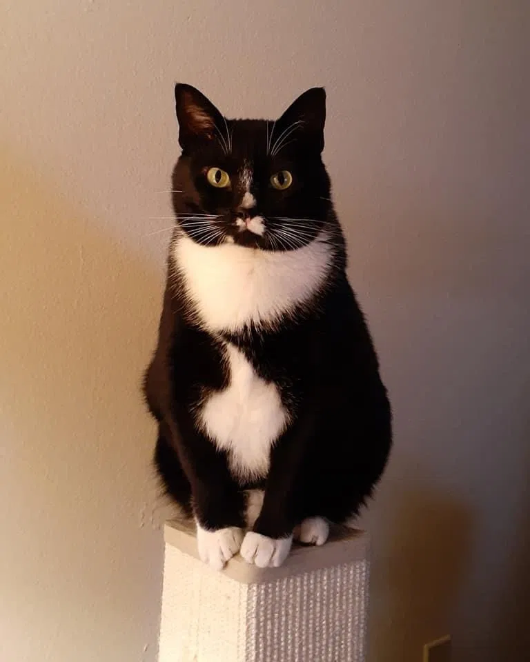 Lost cat in Lakewood, WA, 98499