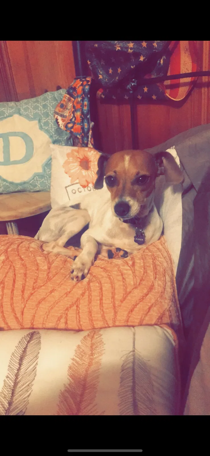 Lost dog in Little Rock, AR, 72212