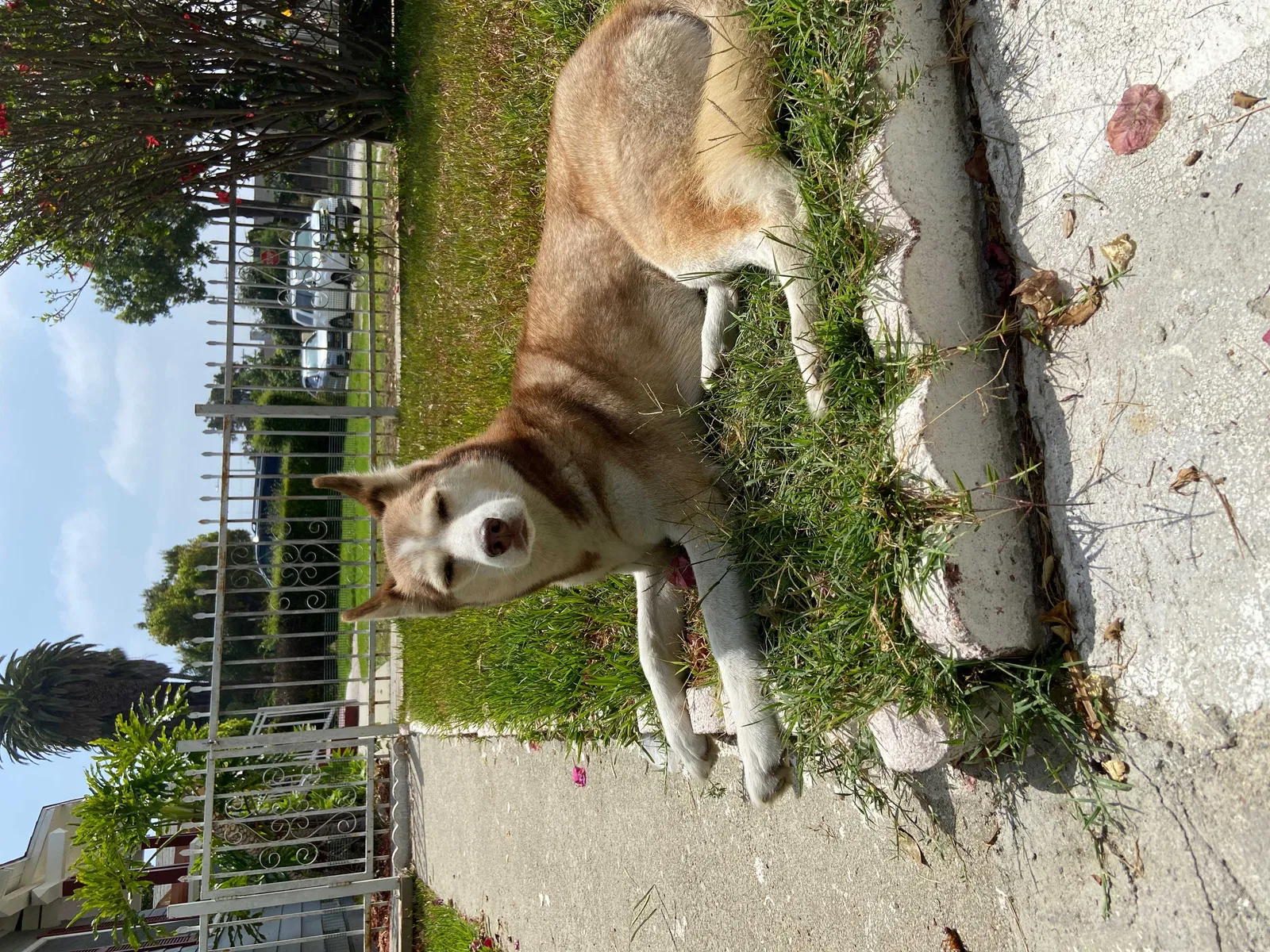 Lost dog in Los Angeles, CA, 90044