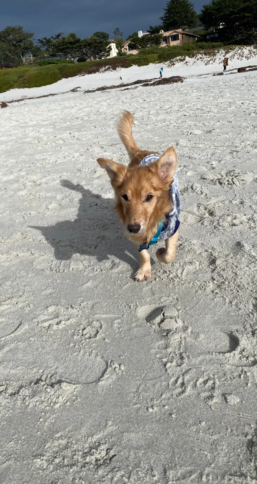 Lost dog in Soledad, CA, 93960