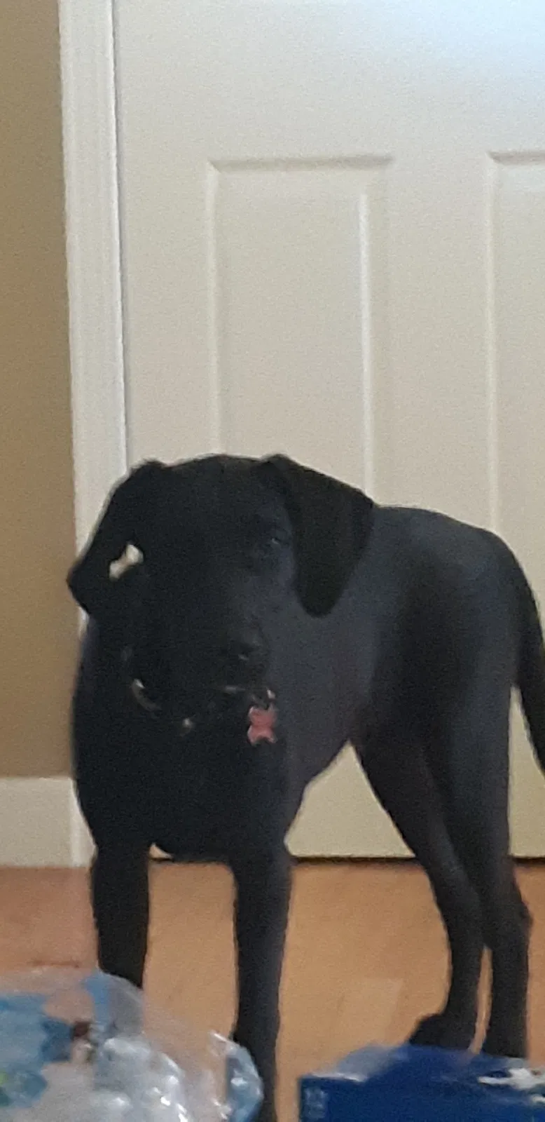 Lost dog in Parker, CO, 80134