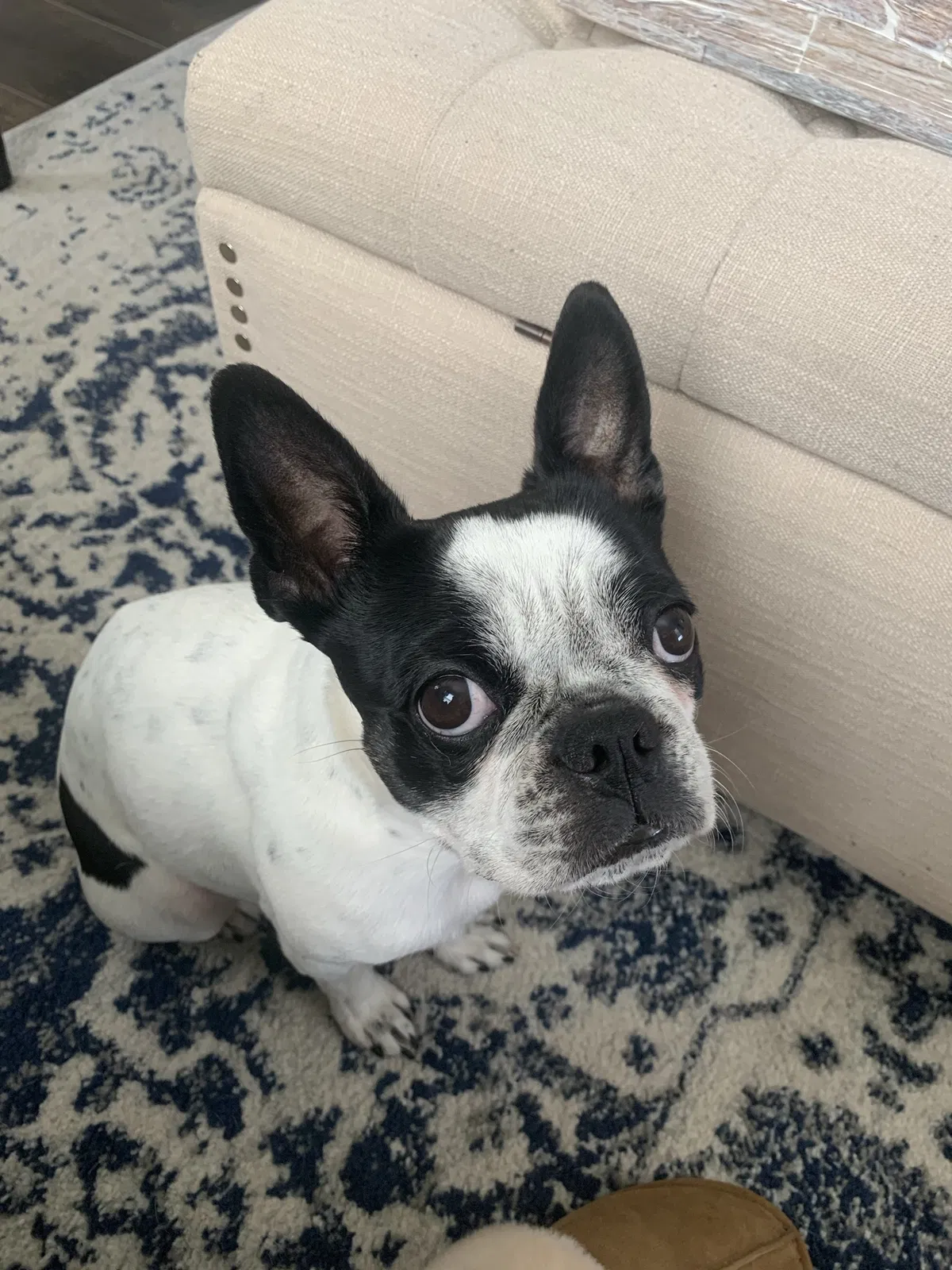 Lost dog in Salt Lake City, UT, 84102
