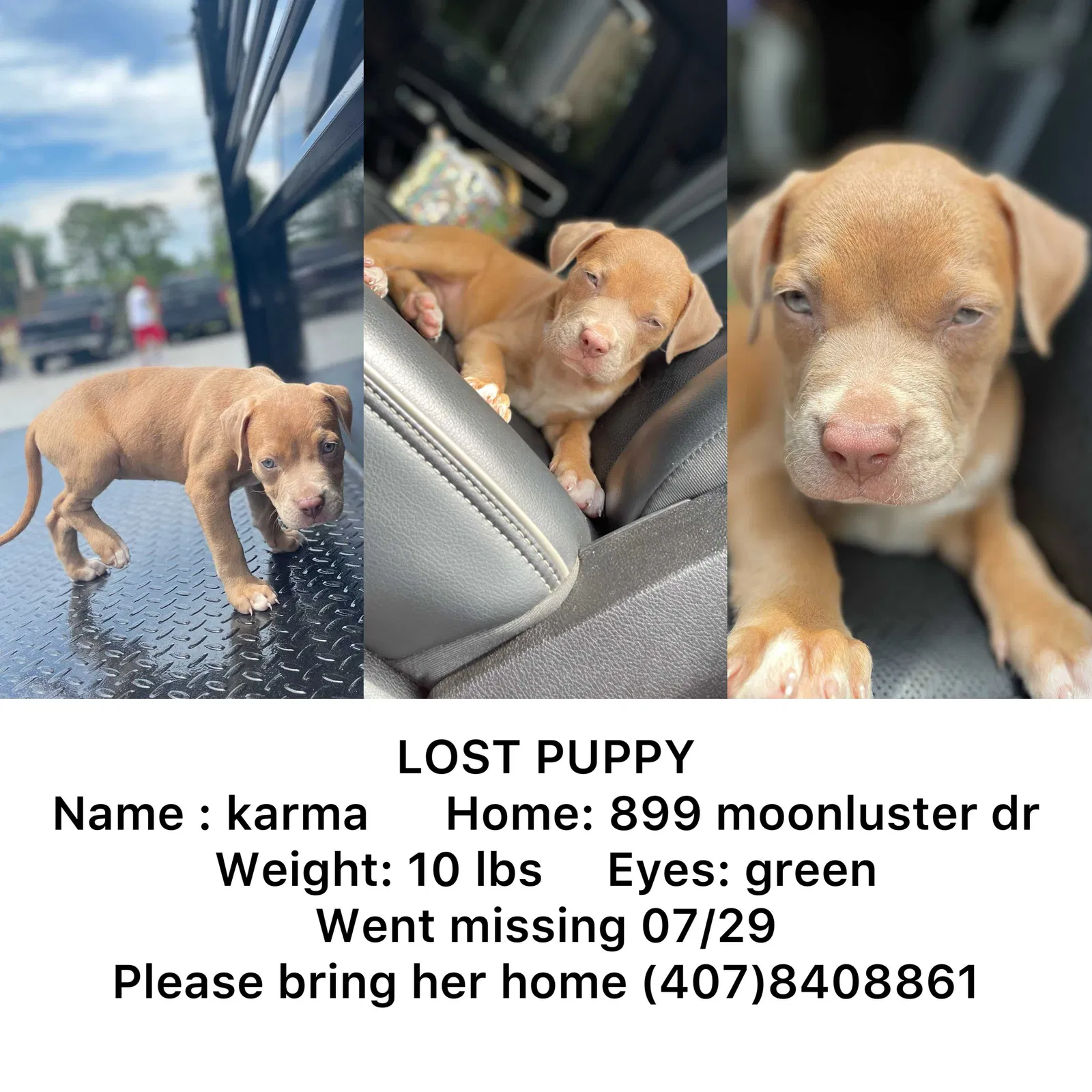 Lost dog in Casselberry, FL, 32707