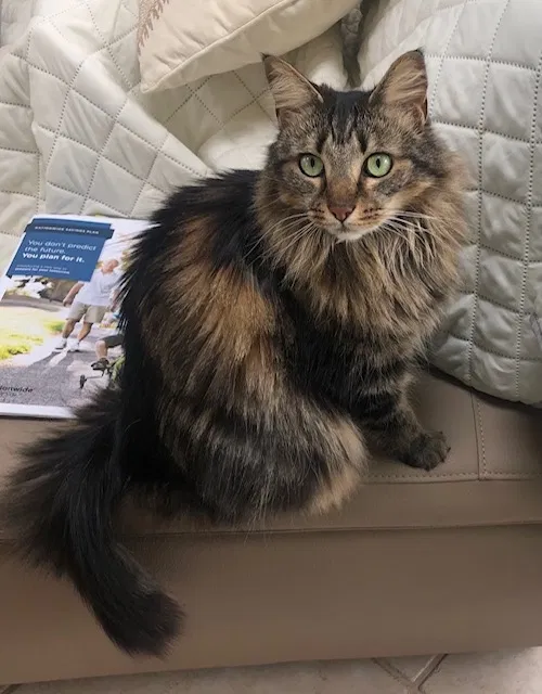 Lost cat in Bel Air, MD, 21015