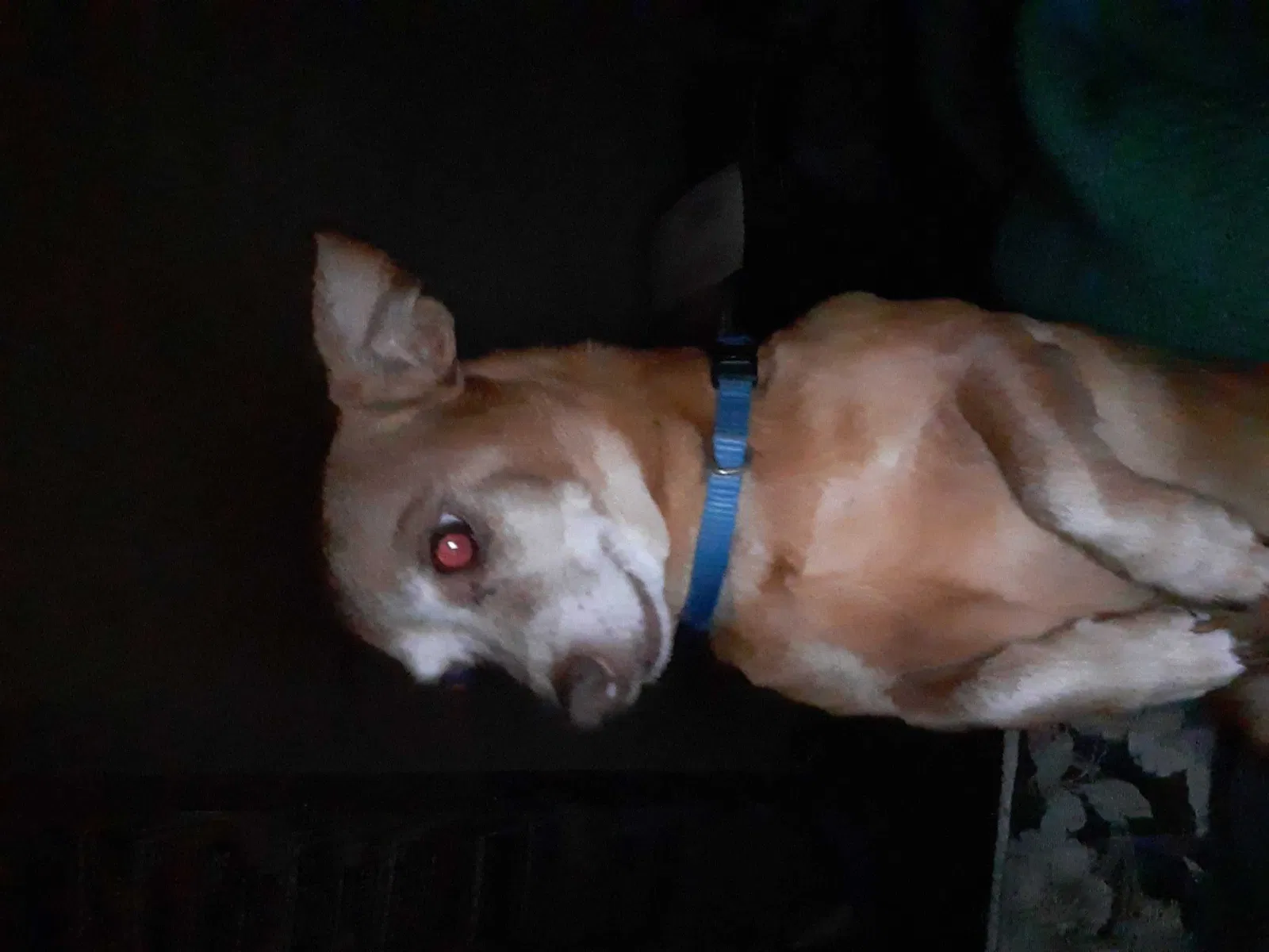 Lost dog in Killeen, TX, 76542