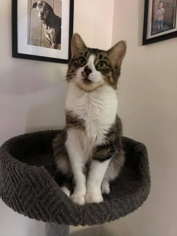 Lost cat in Malden On Hudson, NY, 12453