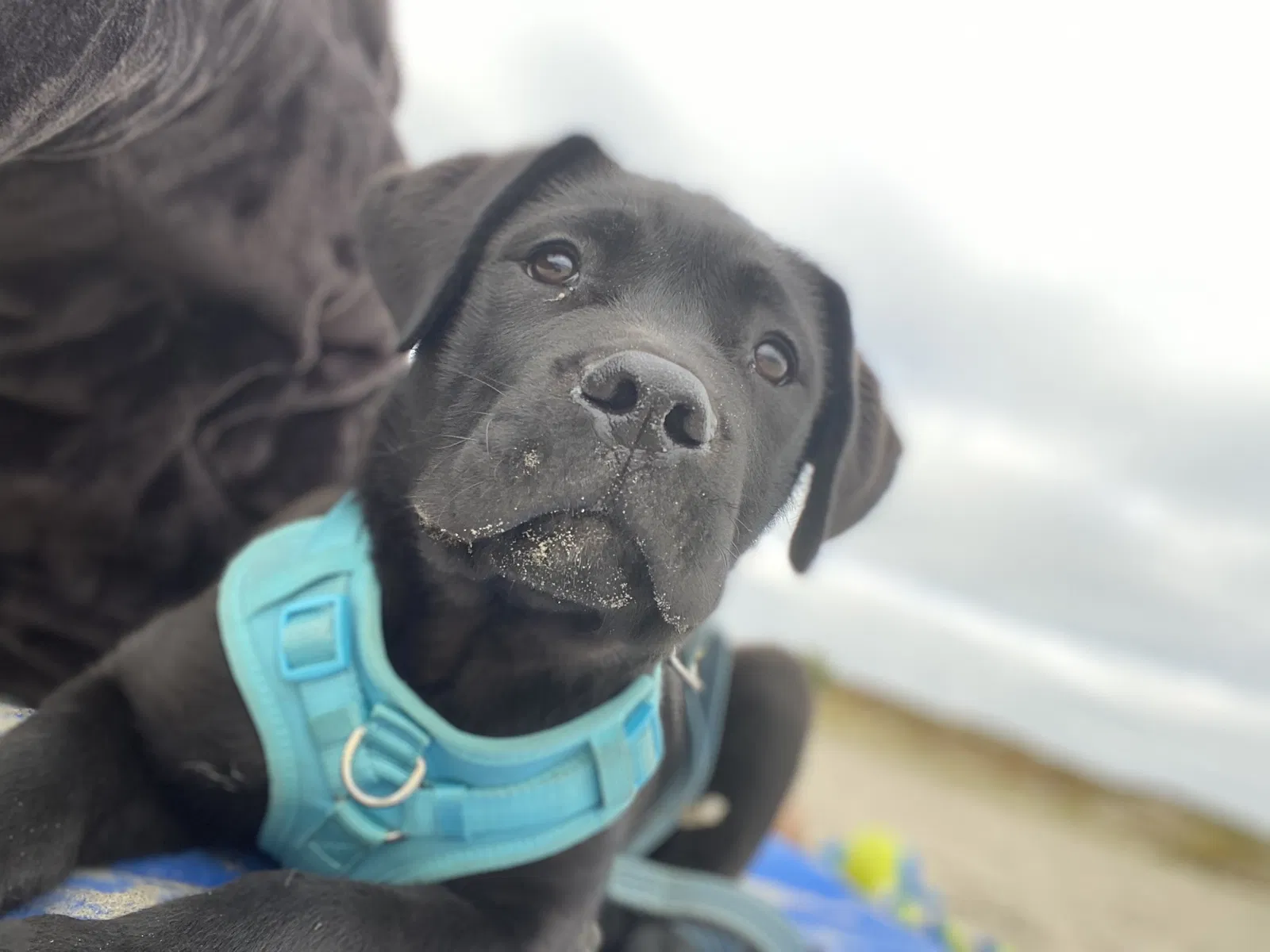 Lost dog in San Diego, CA, 92107