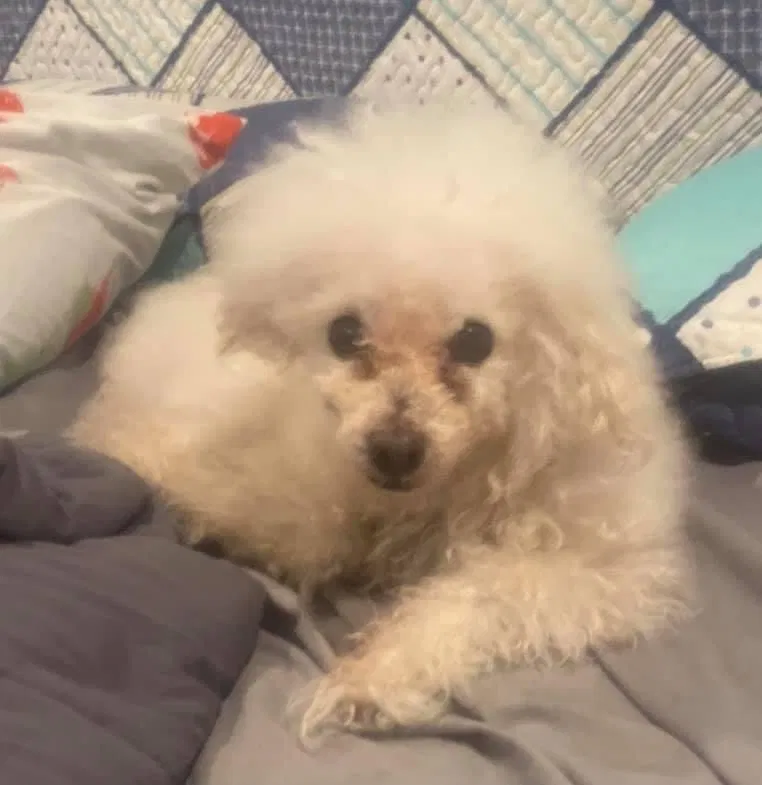 Lost dog in Victorville, CA, 92392