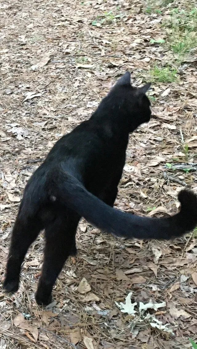 Lost cat in Saint Paul, MN, 55119