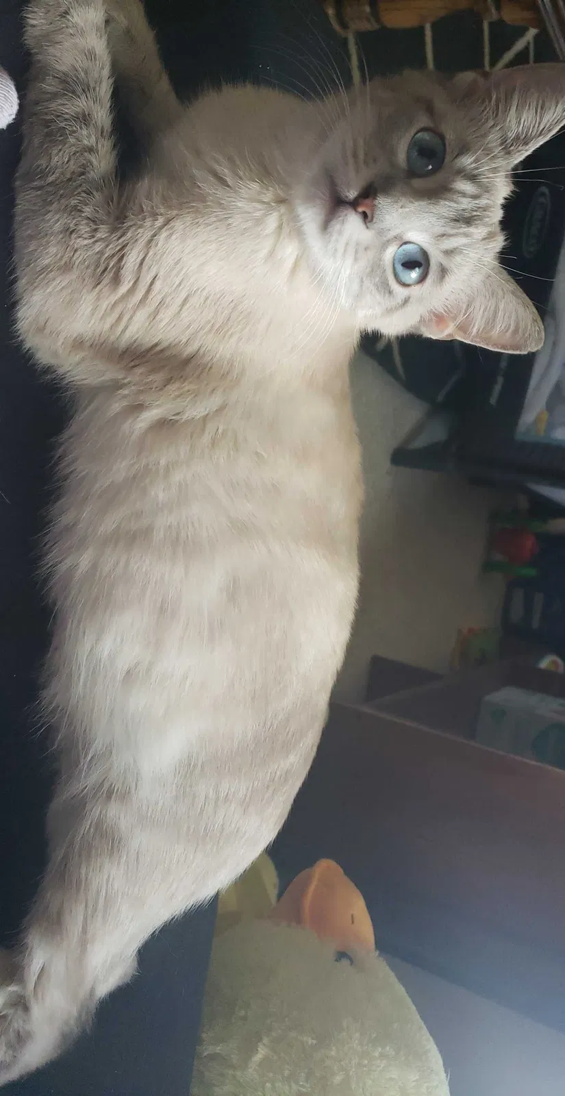 Lost cat in Jefferson, IA, 50129