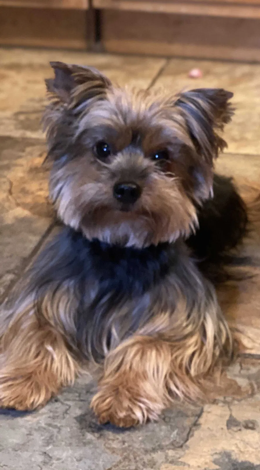 Lost dog in El Paso, TX, 79924
