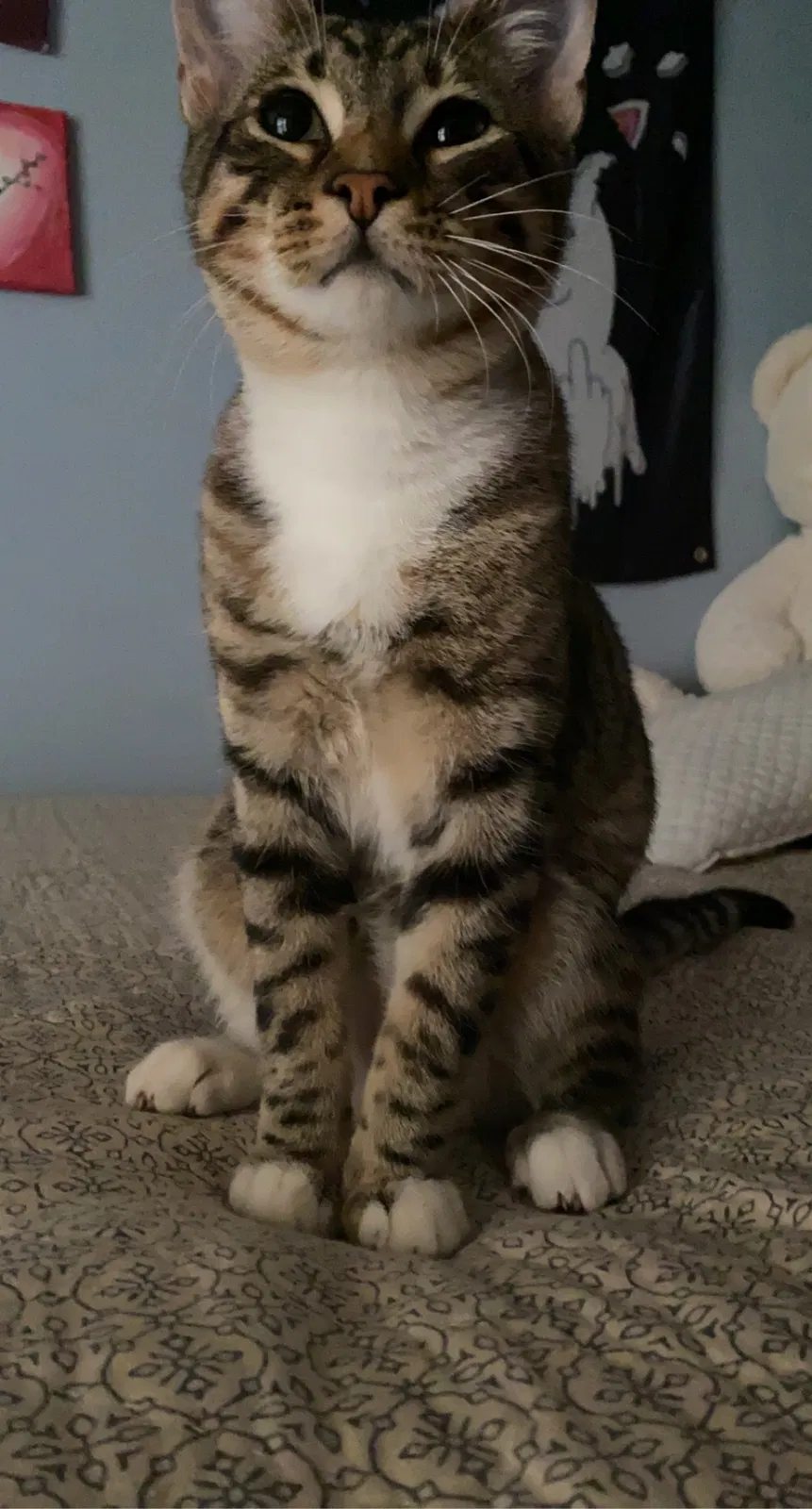 Lost cat in Rural Hall, NC, 27045