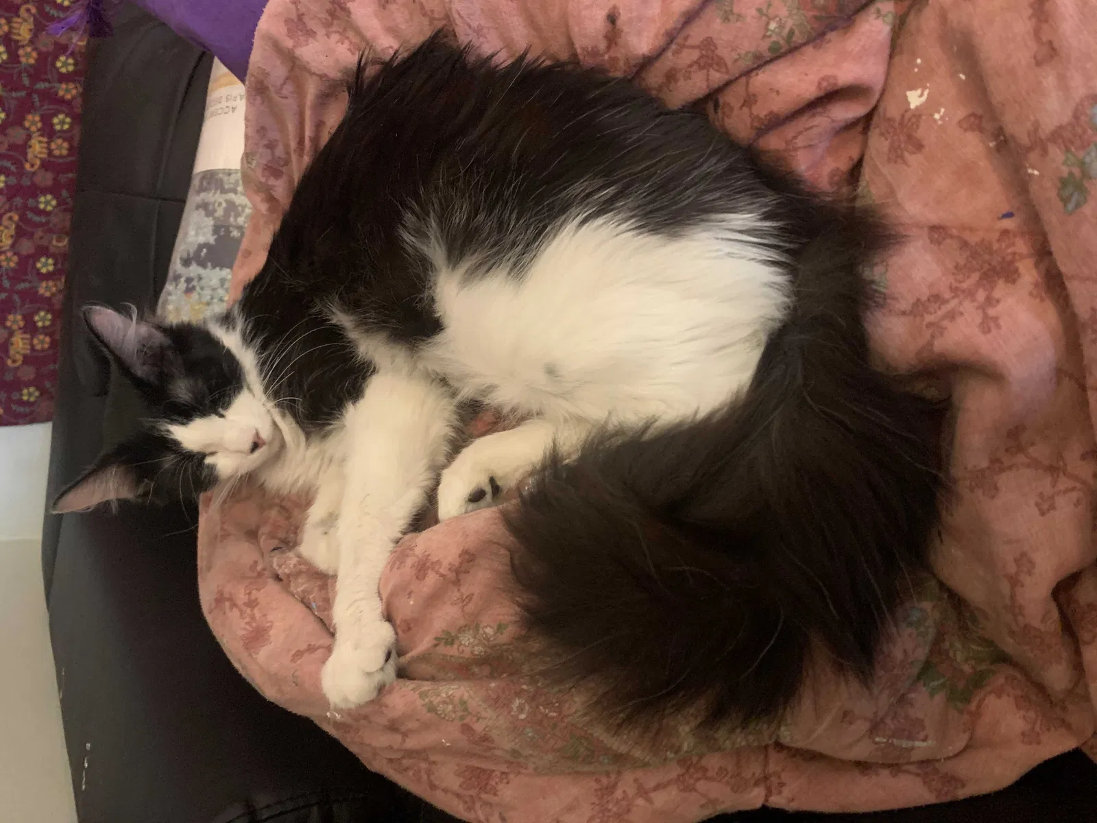 Lost cat in Ankeny, IA, 50021
