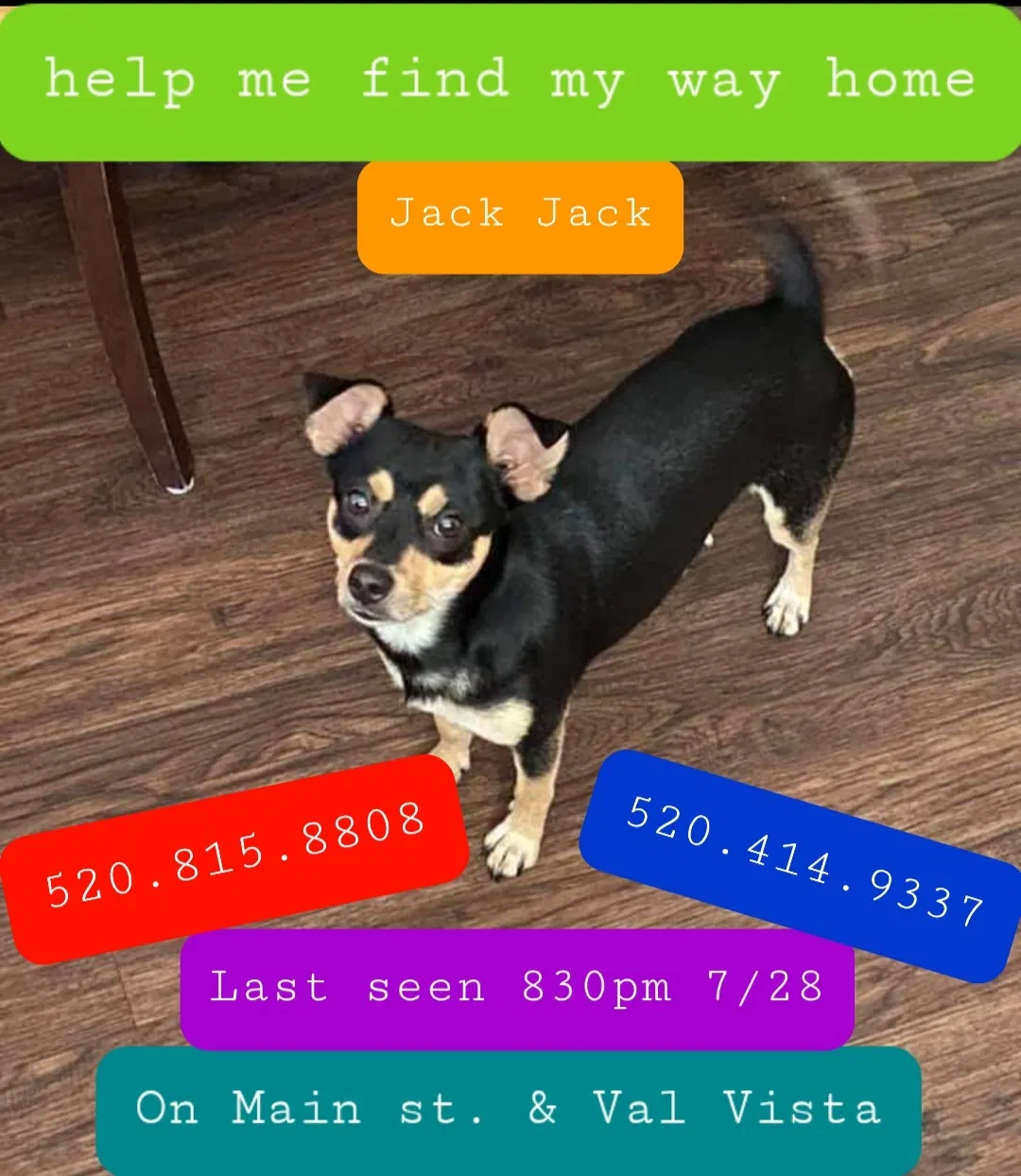 Lost dog in Mesa, AZ, 85205