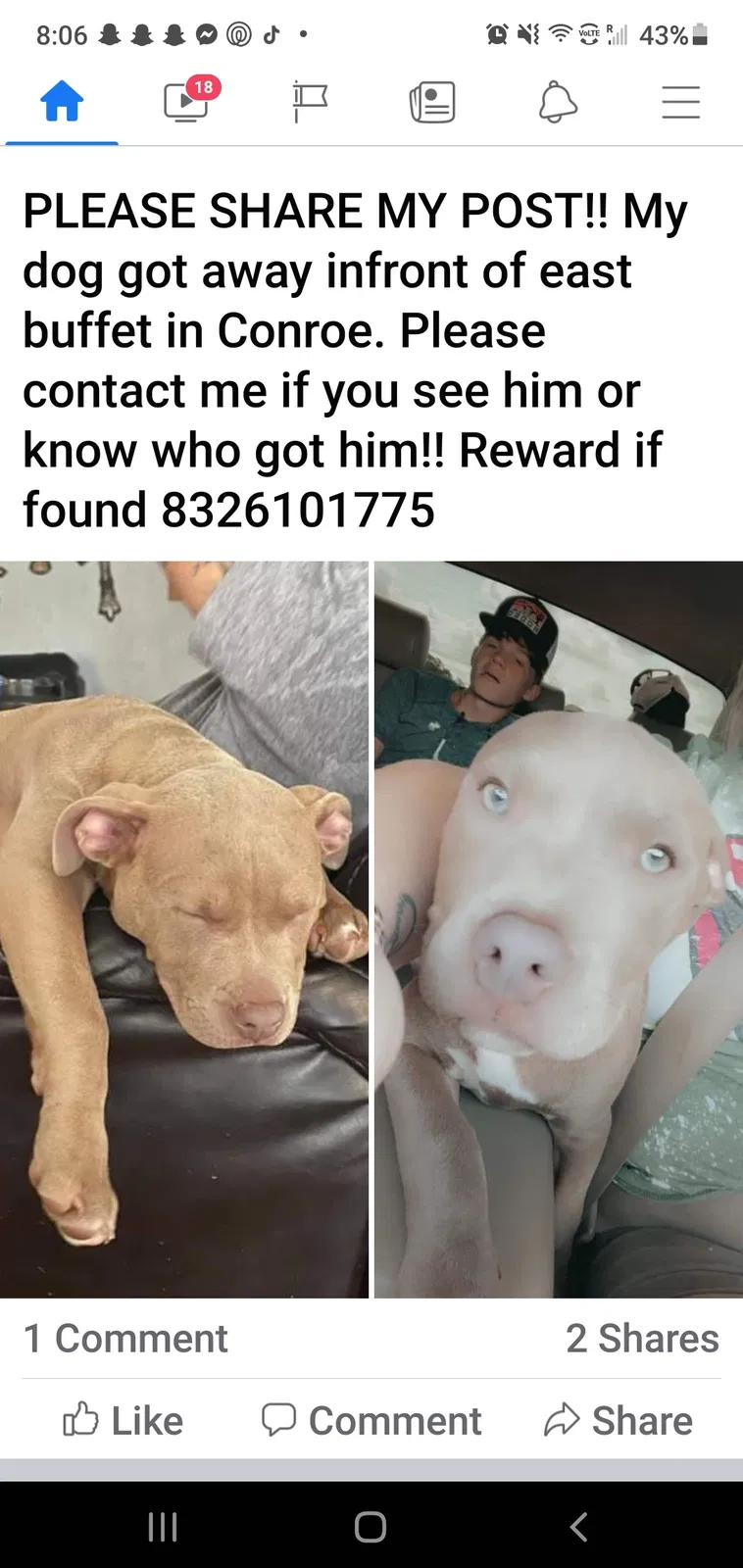 Lost dog in Conroe, TX, 77304