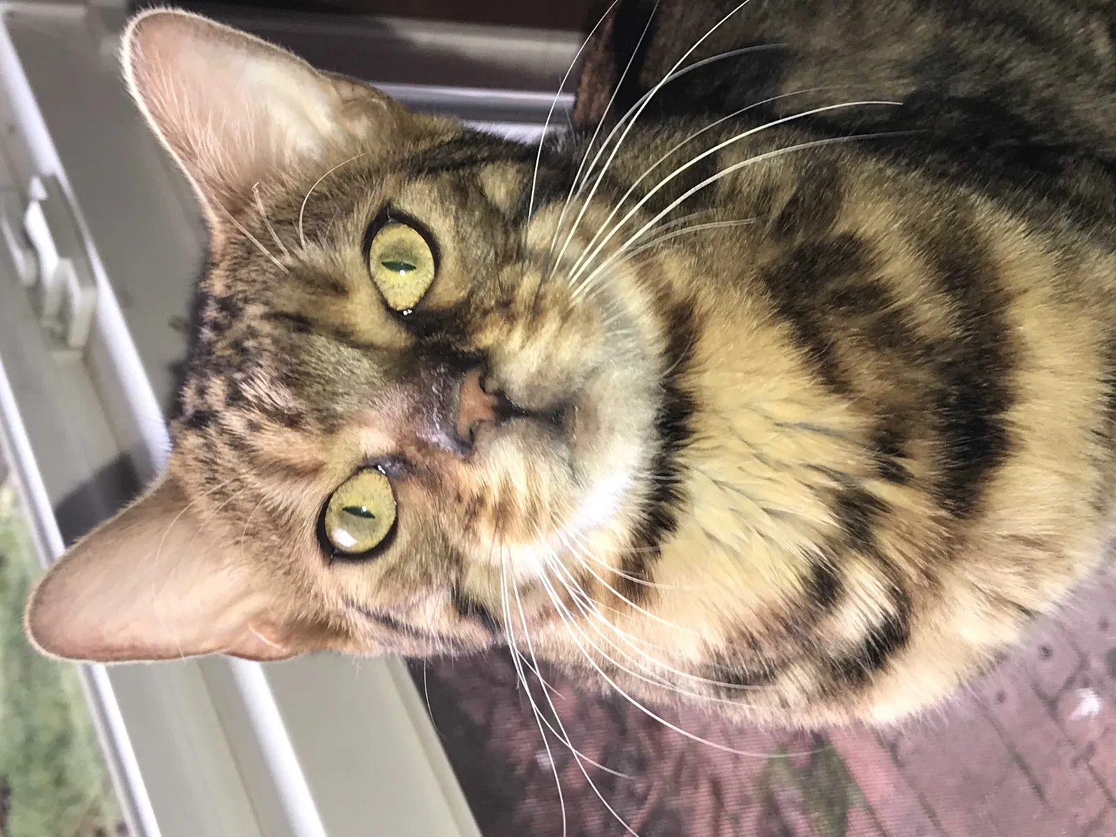 Lost cat in Salem, OR, 97306