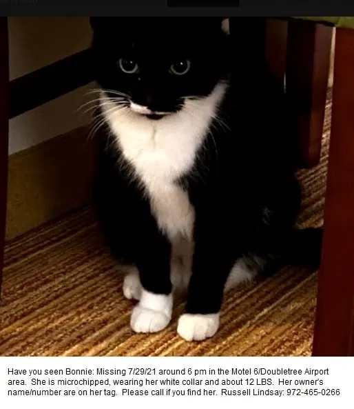 Lost cat in Austin, TX, 78752