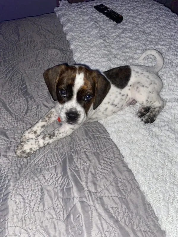 Lost dog in Indianapolis, IN, 46218