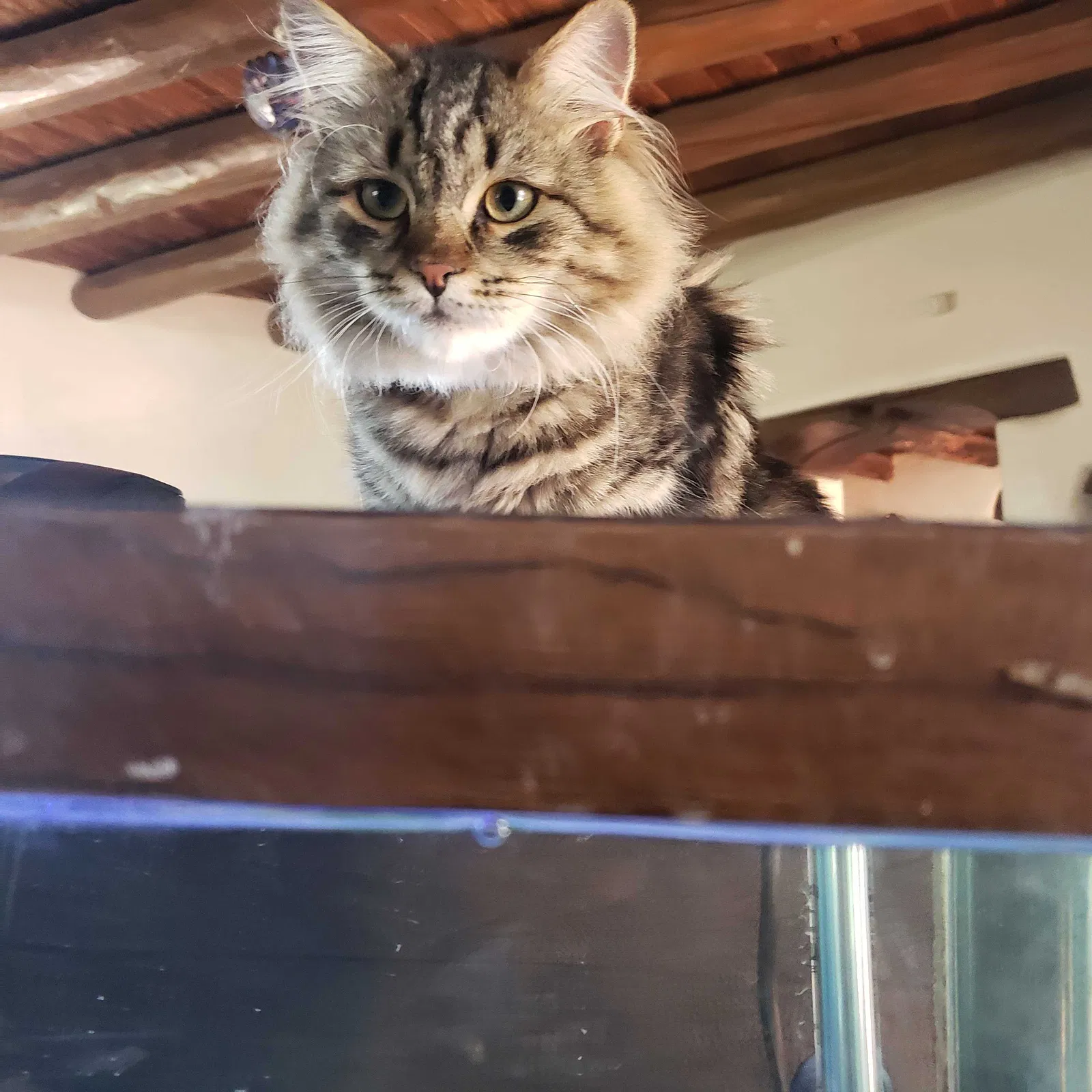 Lost cat in Cedar Crest, NM, 87008