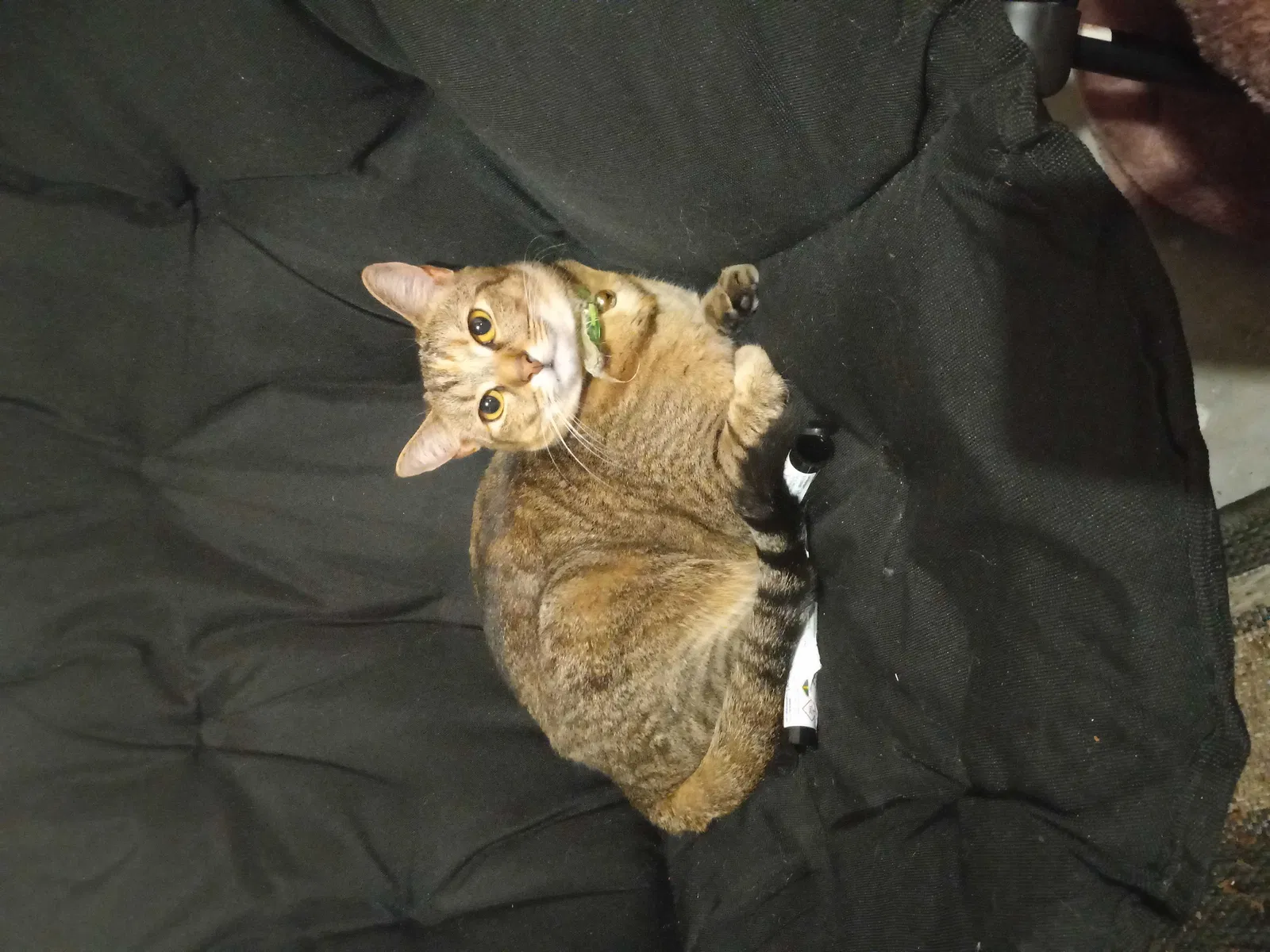Lost cat in Evans, CO, 80620