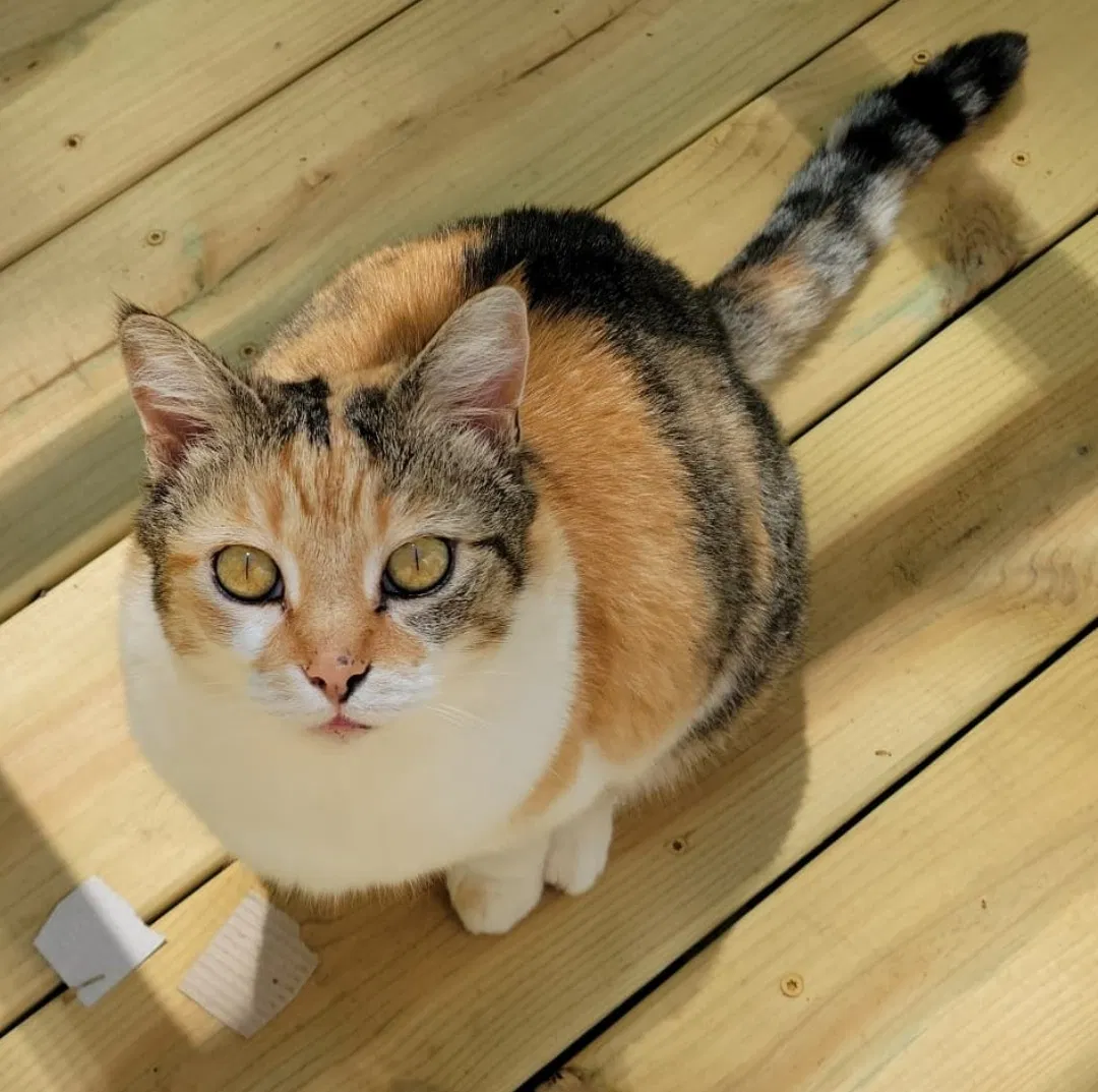 Lost cat in Lincolnton, NC, 28092