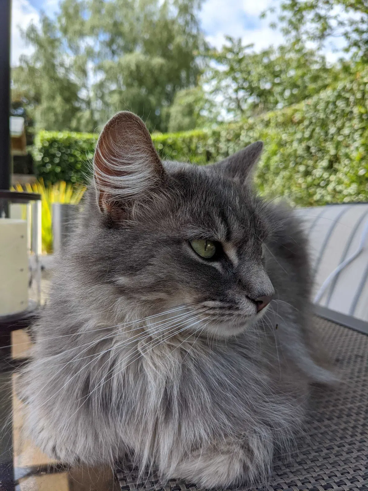 Lost cat in Salem, OR, 97303