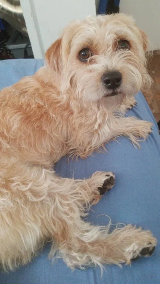 Lost dog in Denver, CO, 80249