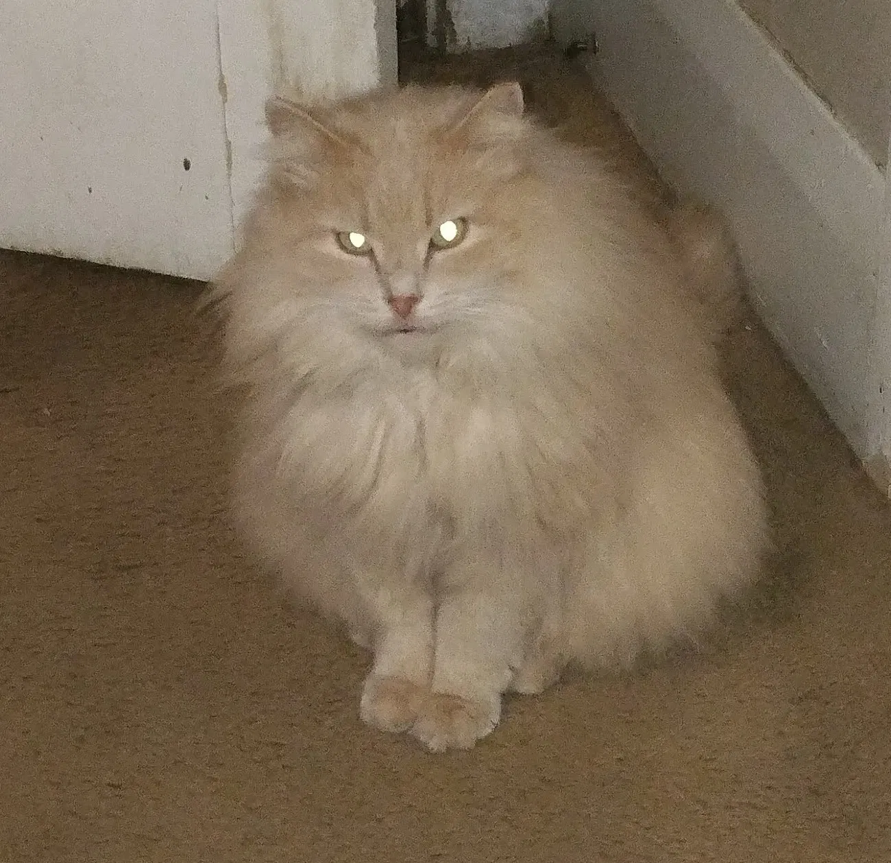 Lost cat in Erie, MI, 48133