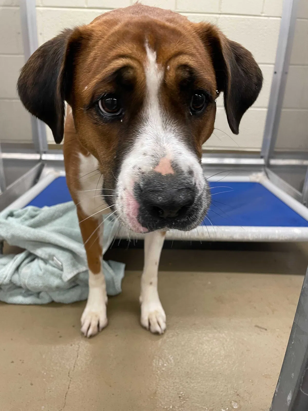 Lost dog in Knoxville, TN, 37920