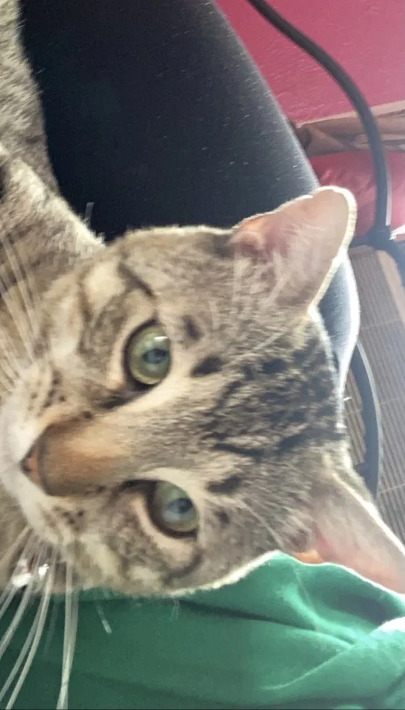 Lost cat in Bloomfield, NJ, 7003