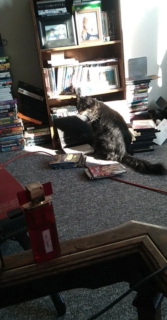 Lost cat in Virginia, MN, 55792