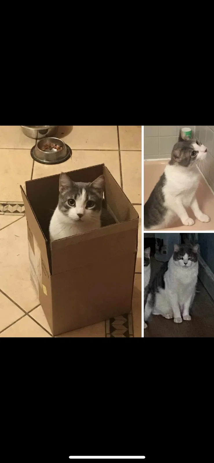 Lost cat in Jenkintown, PA, 19046