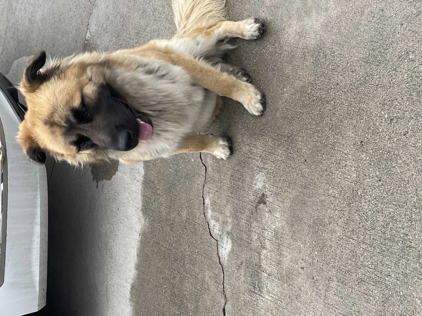 Found dog in Compton, CA, 90222