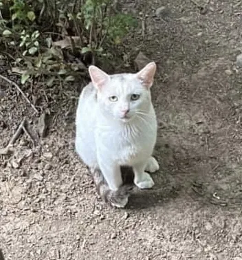Found cat in Annandale, NJ, 8801